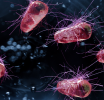 LFIA basada en nanopartículas para la detección rápida de E. coli O157:H7