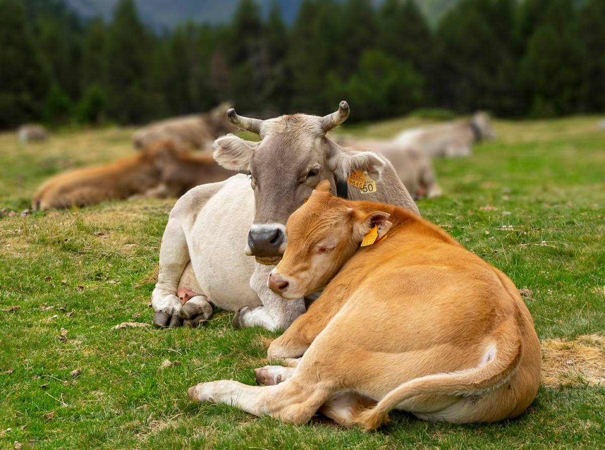 México lanza estrategia para erradicar la tuberculosis bovina