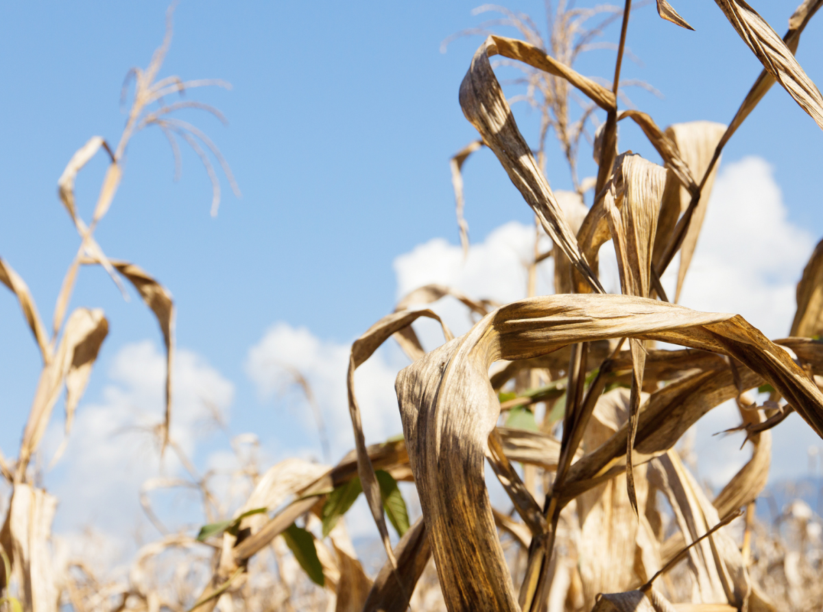 La FAO advierte de posibles sequías en América ante la llegada de El Niño