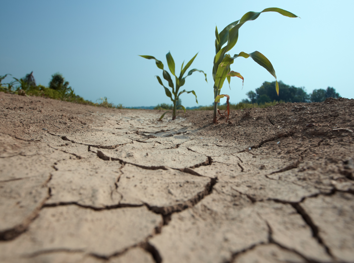 Cambio climático amenaza a la seguridad alimentaria: Consejo Nacional de Agricultura urge a tomar medidas