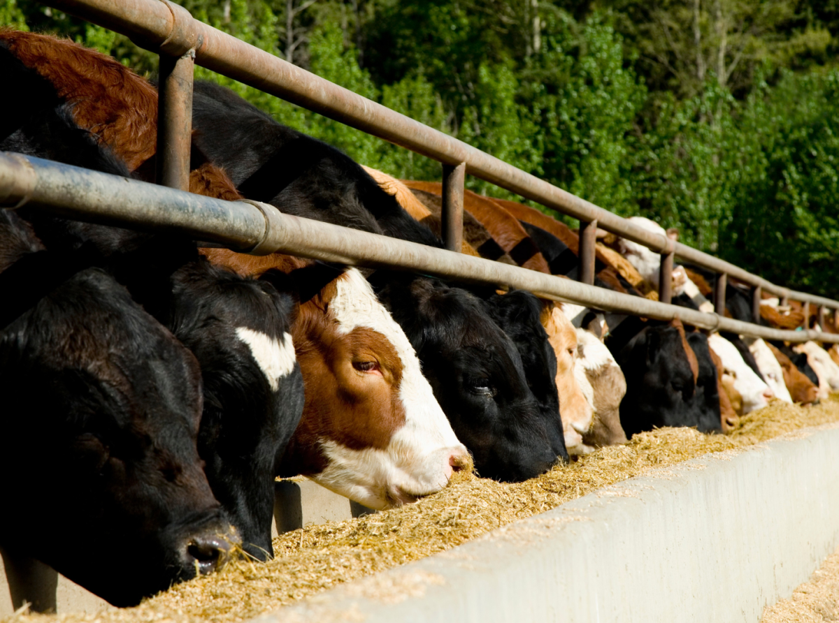 La sorprendente fusión del mundo de la carne y de la leche