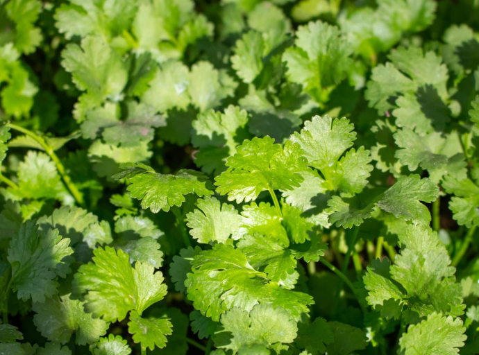 Retienen en Estados Unidos cilantro con restos de plaguicida exportado desde Serdán y Quecholac