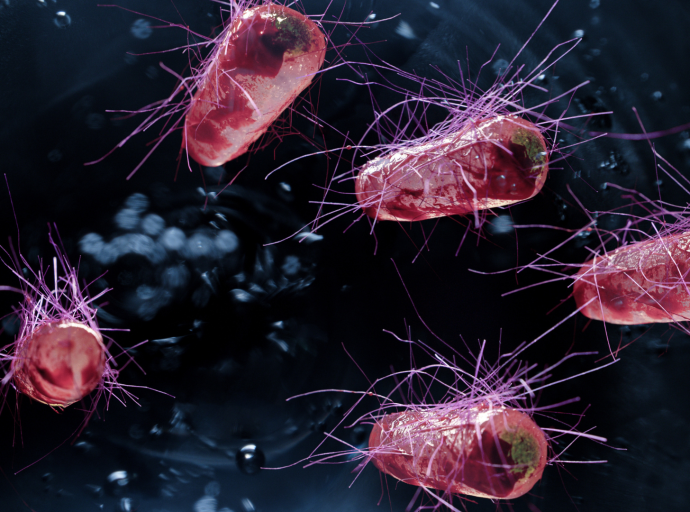 Brote poco común de E. coli en el Reino Unido vinculado a la carne de vacuno