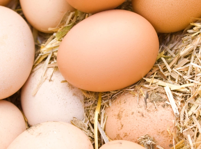 EE.UU: Retiran huevos del mercado tras un brote de Salmonella en varios estados