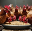 La propagación de la gripe aviar altamente patógena H5N1 exige una acción intensificada, afirma la FAO