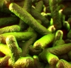 La FDA detecta un nuevo brote de Listeria; continúan las investigaciones de otros brotes