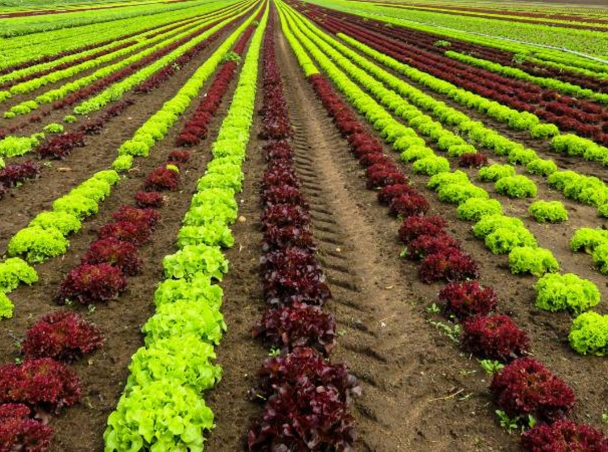 18 de junio: Día de la Gastronomía Sostenible